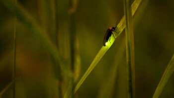 Glühwürmchen auf Gras