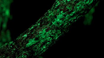 Biolumineszente Mycena-Pilze